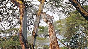 Close Up Of The Head African Giraffe Eats Acacia Tree Bark In Savannah