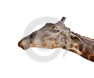 Close up head of african giraffe isolated white background