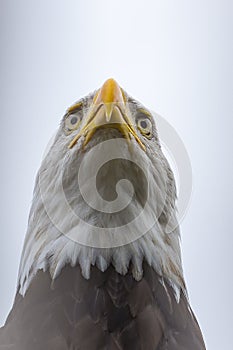 A close up of the head of an American bald eagle with its beautiful white hood and yellow beak