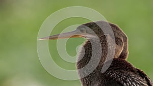 close up of the head of an anhinga bird at the everglades