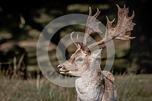 A close up of a fallow deer buck photo