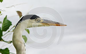 Close up head of a Ardea cinerea.