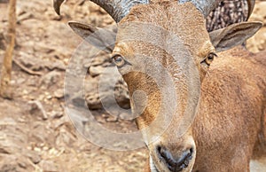 Close up head of Barbary sheep Ammotragus lervia