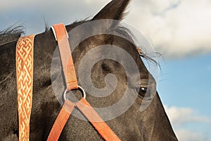 Close-up of the head of a bay horse with a bridle.