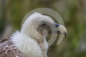 Close-up of head, beak and neck feathers of griffon vulture