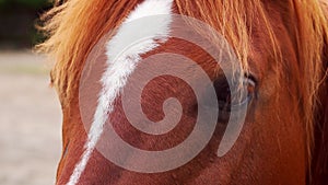 Close-up of the head of a beautiful brown horse