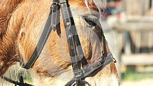 Close up head of beautiful horse in bridle.