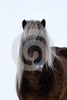 Close up of the head of a beautiful  Icelandic Horse