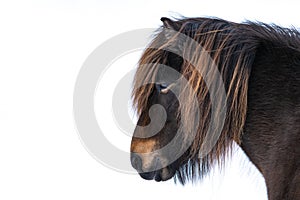 Close up of the head of a beautiful  Icelandic Horse