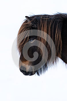Close up  of the head of a beautiful  Icelandic Horse