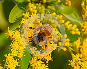 Close up head of Bee, insect, perhaps Western Honey bee on yellow flower, solidago, goldenrod flower