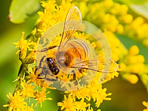 Close up head of Bee, insect, perhaps Western Honey bee on yellow flower, solidago, goldenrod flower