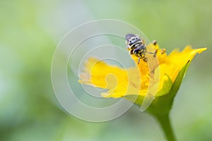 Close-up of the head of the bee