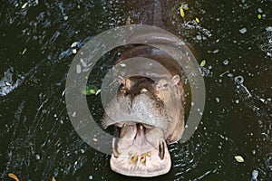 Close up head The Big hippopotamus is float in river