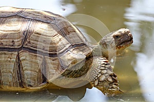 Close up head the big Sulcata tortoise in mini pool