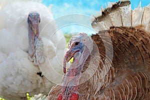 Close up head big turkey in garden.