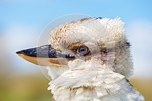 Close-up head of bird Kookaburra Dacelo novaeguineae