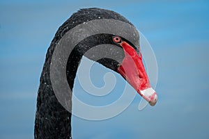 Close Up of Head of Black Swan