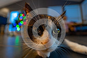 Close-up of the head of a black and white cat from Iceland staring at the camera with wide eyes and Christmas tree lights in the