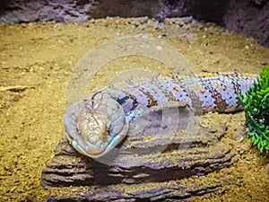 Close up head of the Blotched Blue-tongued lizard (Tiliqua nigrolutea), the largest lizard species occurring in Tasmania, Austral