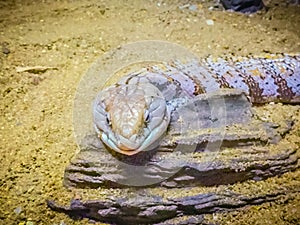 Close up head of the Blotched Blue-tongued lizard (Tiliqua nigrolutea), the largest lizard species occurring in Tasmania, Austral