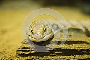 Close up head of the Blotched Blue-tongued lizard (Tiliqua nigrolutea), the largest lizard species occurring in Tasmania, Austral