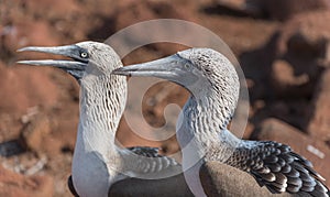 Close Up of head of blue footed booby,  North Seymour, Galapagos Islands, Ecuador