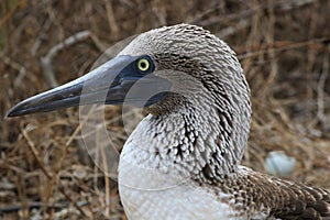 A close up of the head from a blue-footed booby, Sula nebouxii