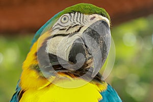 Close up of head of blue and gold Macaw parrot. Exotic colorful African macaw parrot, beautiful close up on bird face