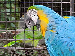 Close-up of the head of a blue-and-yellow macaw.