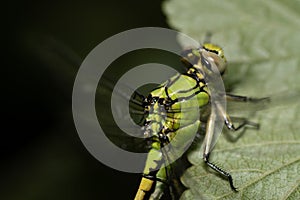 Close-up of the head and body of a dragonfly, a green riverdam, perched on a leaf of a currant bush. You