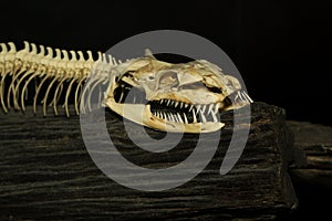 Close up head bone snake on black background