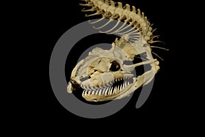 Close up head bone snake on black background