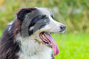 Close up head border collie dog