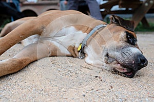 close-up of the head of a boxer dog lying on the ground