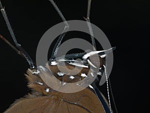 close up head of brown butterfly with black background