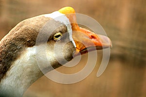 Close up Head of brown Duck