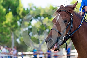 Close Up of the Head of Brown Horse on Blur Background at the Equestrian Competition.