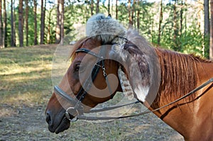Close up of head of brown horse