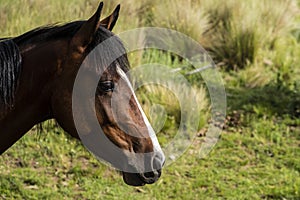 Close-up of the head of a brown horse.