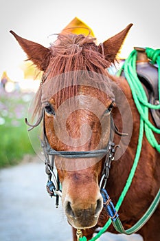 Close up head of brown horse with halter.
