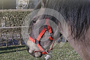 Close-up head of a brown horse with a red bridle