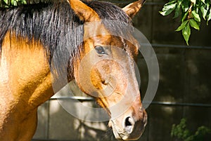 Close-up of the head of a brown horse from the side