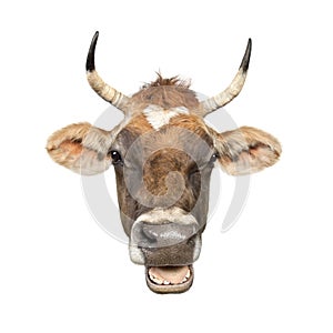 Close-up on a head of a brown Jersey cow