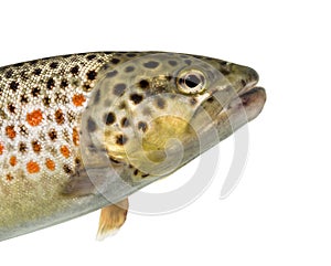 Close-up of head of brown trout, isolated