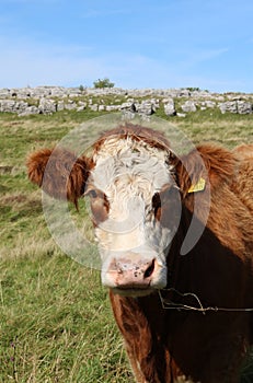 Close up of head of brown and white Hereford cow