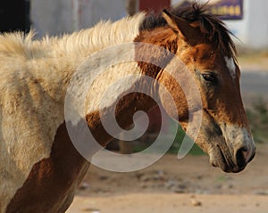 Close up Head of brown with white horse