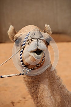 Close up of the head of a camel which has a funny expression or smile, Abu Dhabi, United Arab Emirates