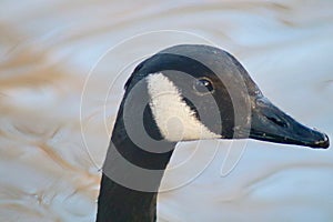 A close up of the head of a Canada goose.