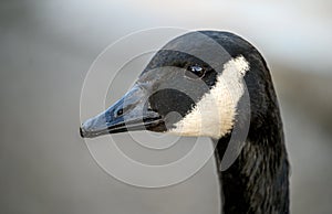 Close up of the head of a Canada goose in Kelsey Park, Beckenham, Greater London